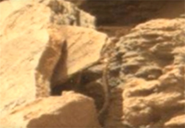 کشف موجود زنده شبیه مار در مریخ