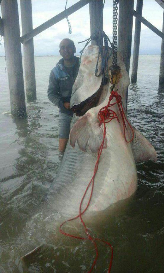 فیل ماهی عظیم الجثه با وزن 600 کیلوگرم در گمیشان 